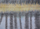 Cattails