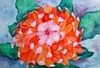 Chrysanthemum