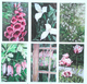 Native Flower Cards