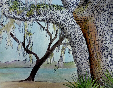 Oak Tree Sketch