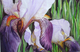 Royal Purple