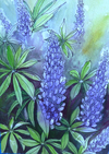 Purple Lupines