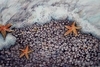 Starfish Surfing