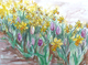 Tulips and Daffodils